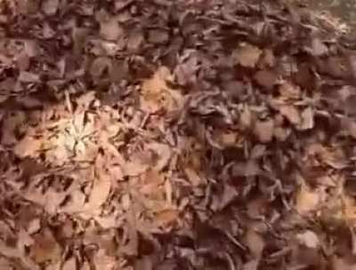 Autumnal pile