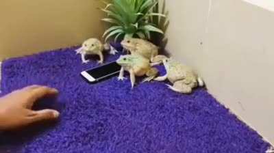 Don't mess with frogs on Wednesday my dudes.
