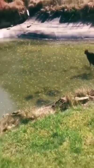 Touch da fishy