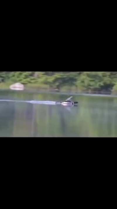 ? A loon gliding in onto the water