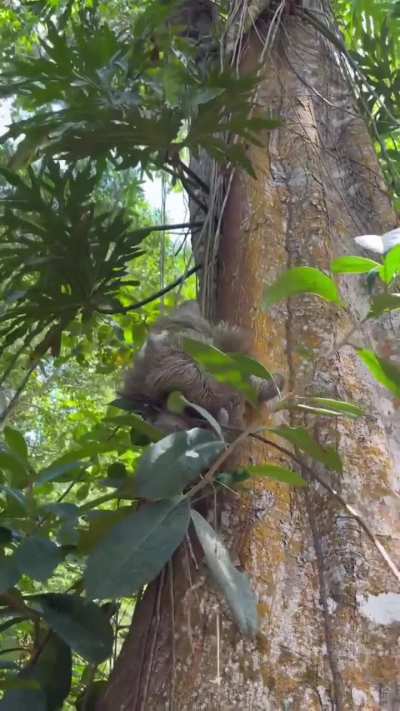 Mama sloth reunited with her baby