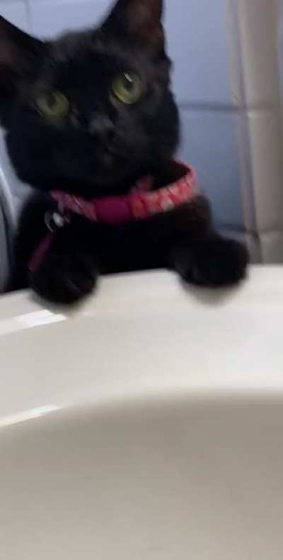 This helpful girl passed away last week. Here she is reminding me to wash my dirty paws.