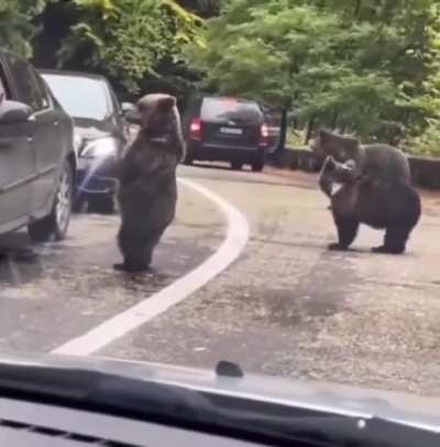 Guy managed high five with a wild bear