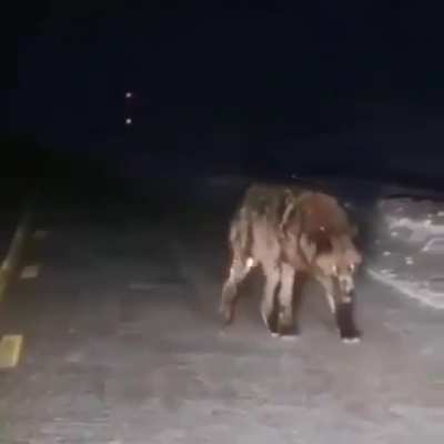 This massive wolf