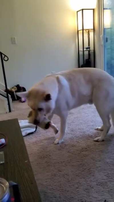 Bane loves his squeaky burrito ? Hope he makes you smile!