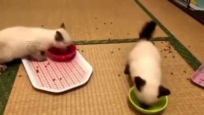 Nom nom nom