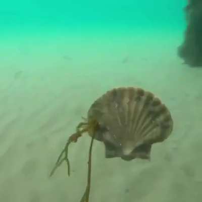 ? This is how scallops swim