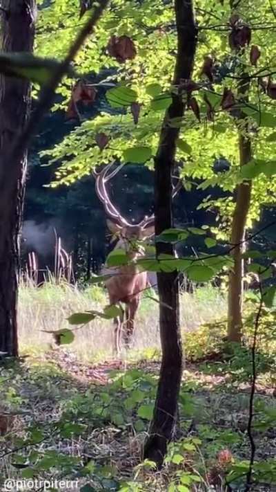 ? Remarkable encounter with a Red Deer in Poland
