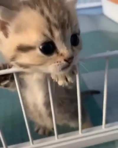Free him ?
