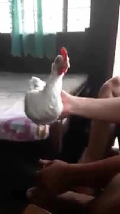 Chickens are weird.