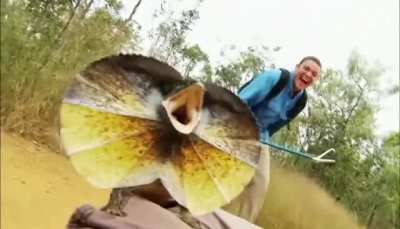 ? Cameraman 'Attacked' by a Frilled Lizard