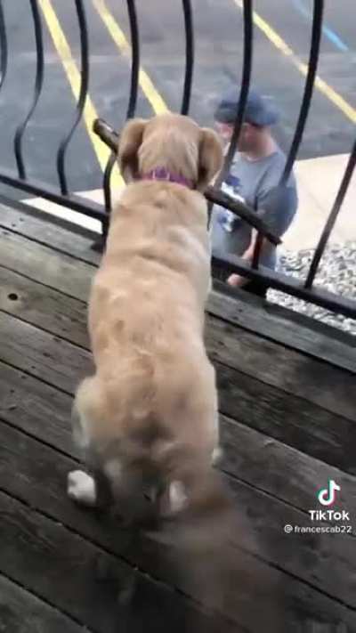 ?happy dog :D