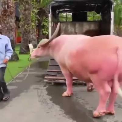 ? Albino buffalo