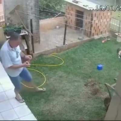How to kill ants.