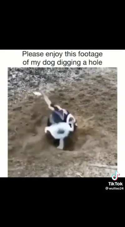 Good effort pup