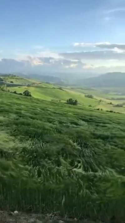 ? The waves of wheat on the Bolognas hills in Italy.