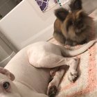 Sorry for the cackling. Here are my besties Pete (dog) & Penelope (bun) being derps
