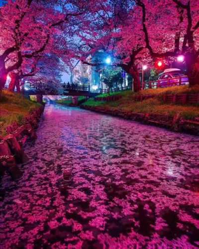 ? Cherry Blossom River ?