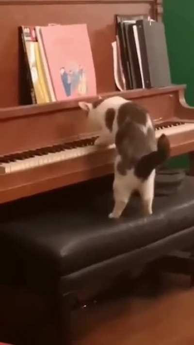 Meowtzart
