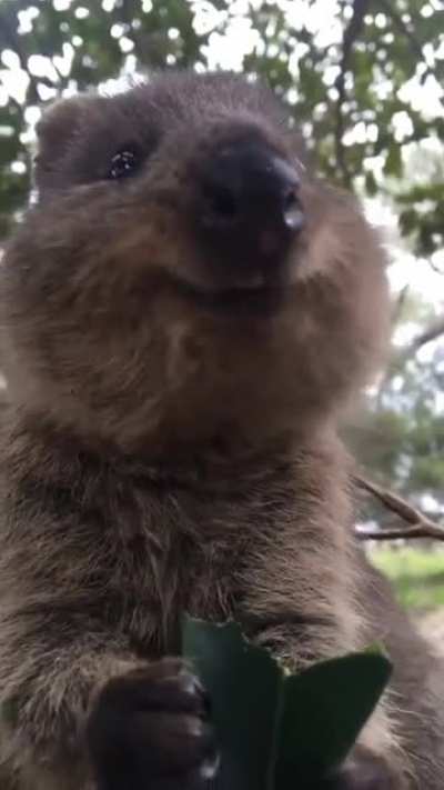 Nomnomnomnom