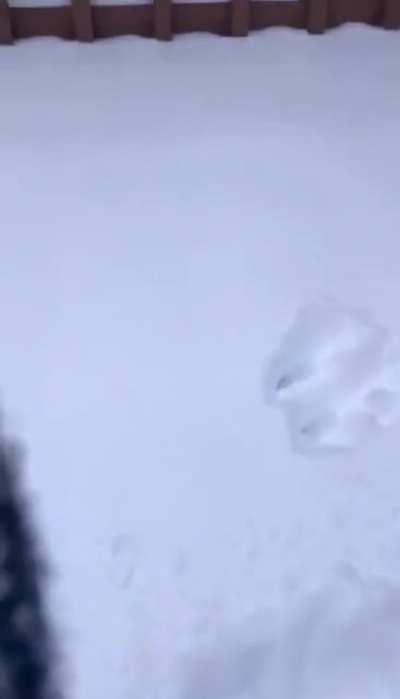 Just trying to measure snow