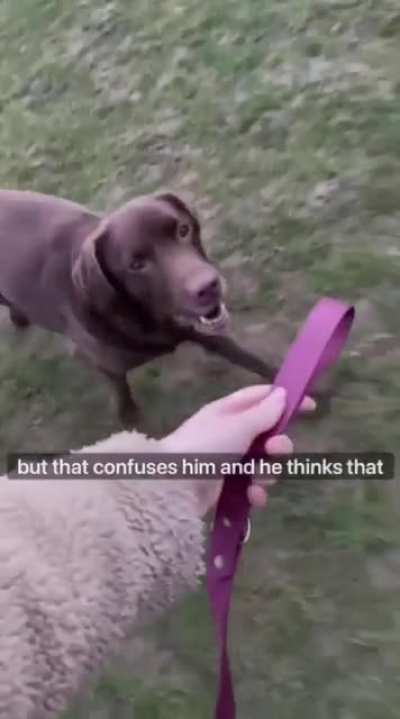 Such a good boy