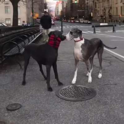 Two doggos in the street