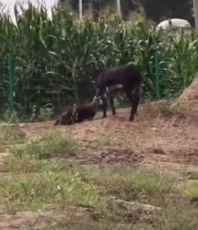 ? A donkey defending a farm against an intruding hyena