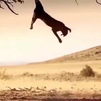 ? Caracal's grab and bite in mid air