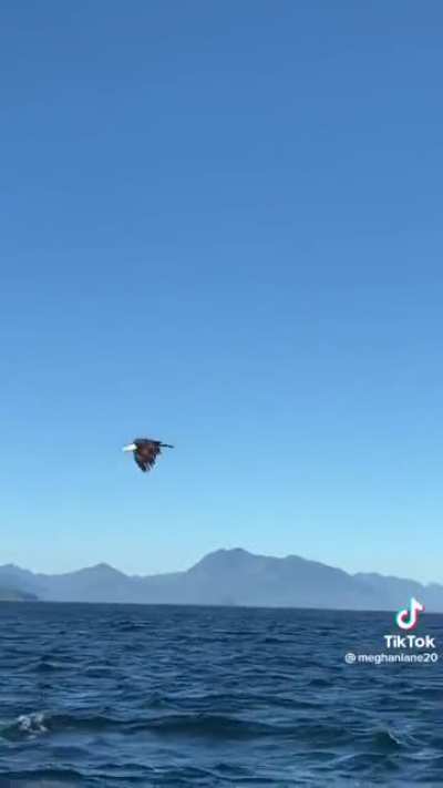 ?Eagle catching fish mid-air tossed from a boat?