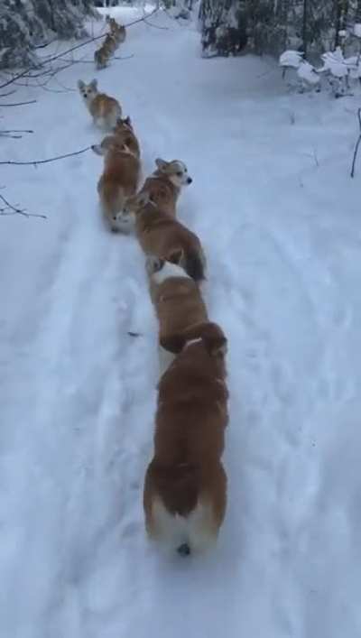 A platoon of highly trained Corgis match in single file to conceal their numbers from the enemy