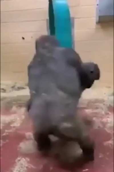 Zoomies??