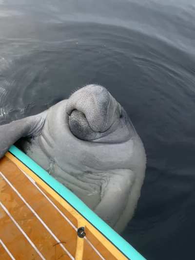 Big Bugger Board Hugger