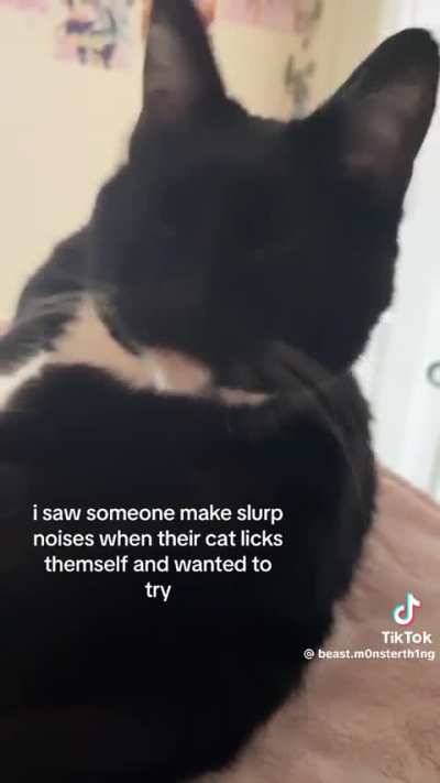 “My cat wasn’t pleased at all”