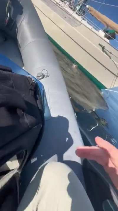 To jump to the boat