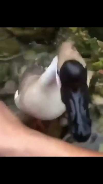 I hate them birds