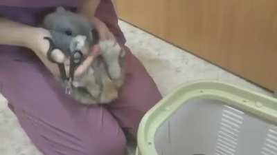 This bunny at nail-trimming time