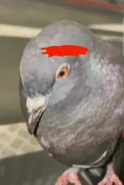pigeon at parking