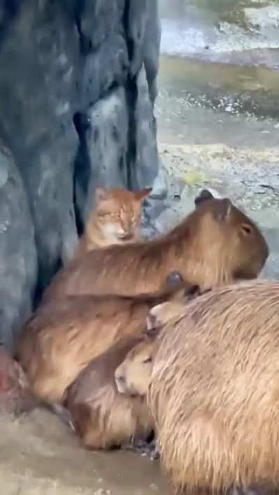 imposter