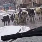 Old McDonald Lost His Farm