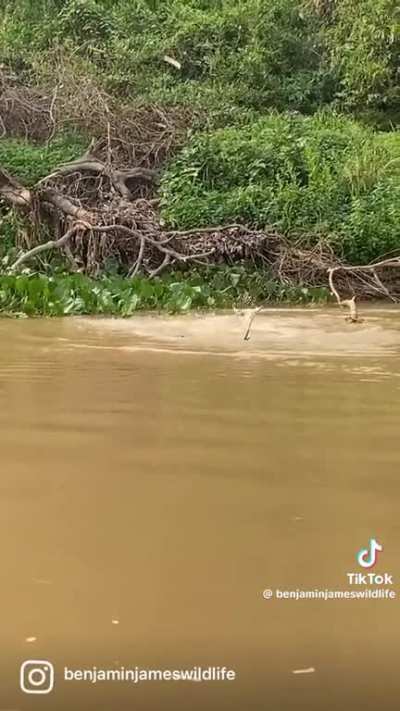 ? Jaguar rips croc out of the water