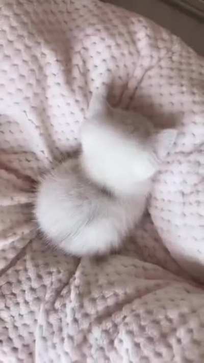 lil snow ball