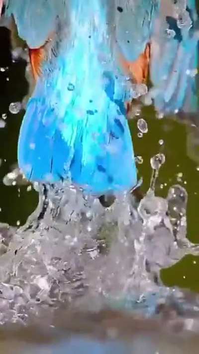 ? A kingfisher eating fish