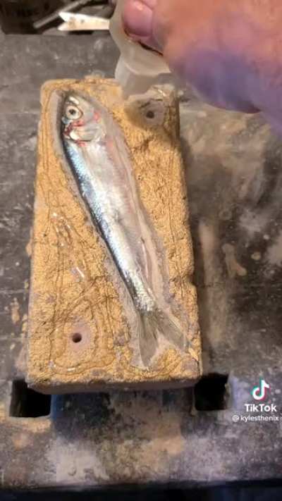 Fish