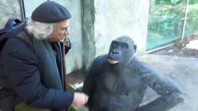 Raymond Hummy - The Gorilla Whisperer