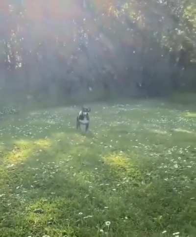 Super Extra Happy Doggy ?