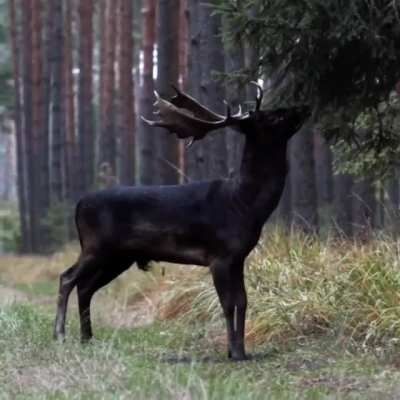 ? Black fallow deer, Poland ?