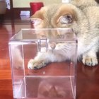 Bamboozled by a butterfly