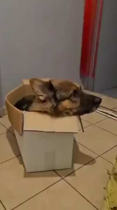 How to explain to him that he is no longer a puppy and no longer fits in his boxes?