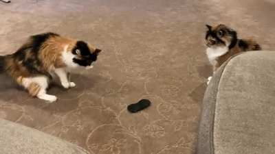 Cat’s brain broken by Oculus lens cover